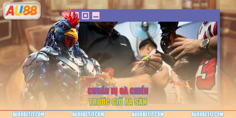 Chuẩn bị gà chiến trước giờ ra sân